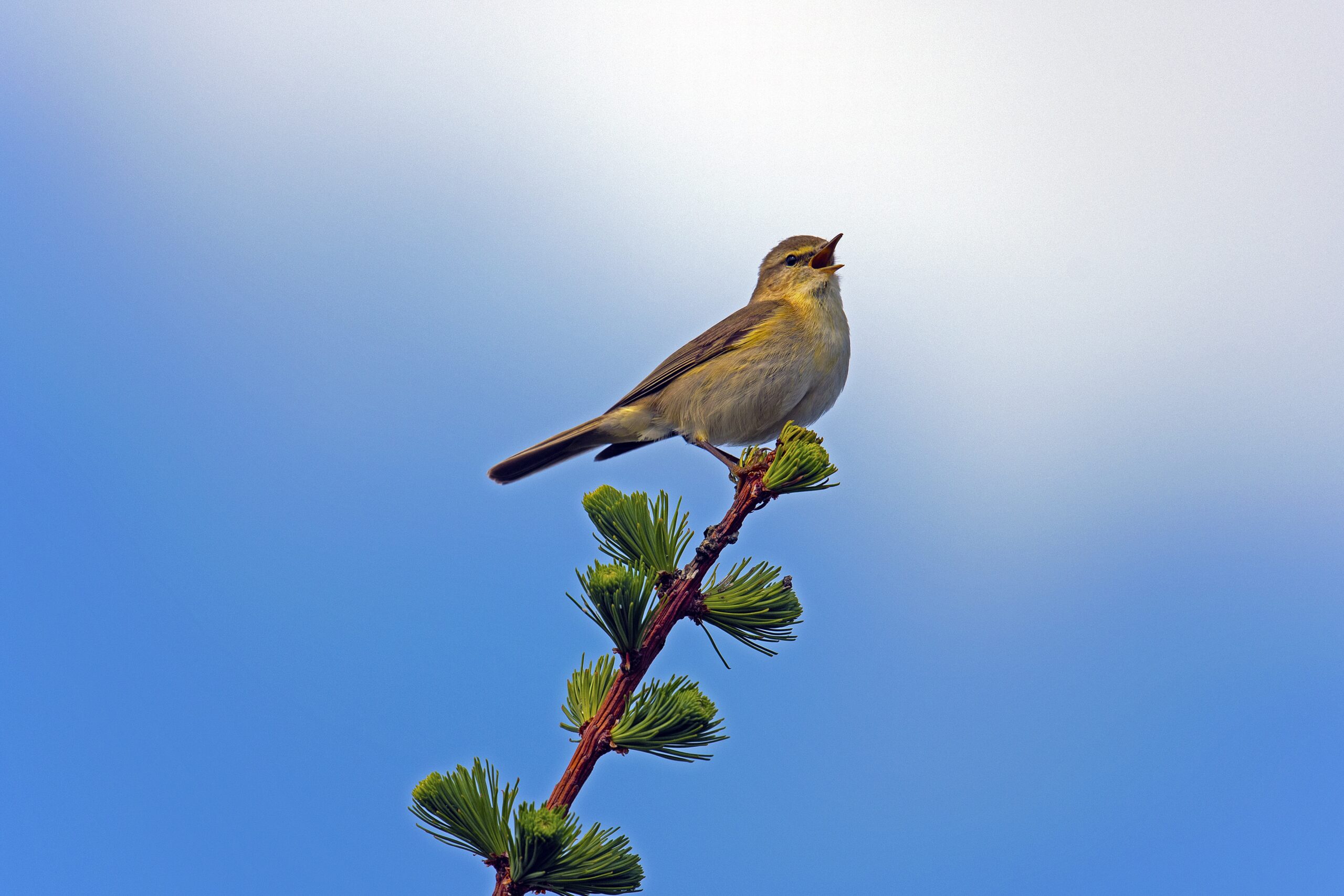 Platzhalter-Beitrag Nr8