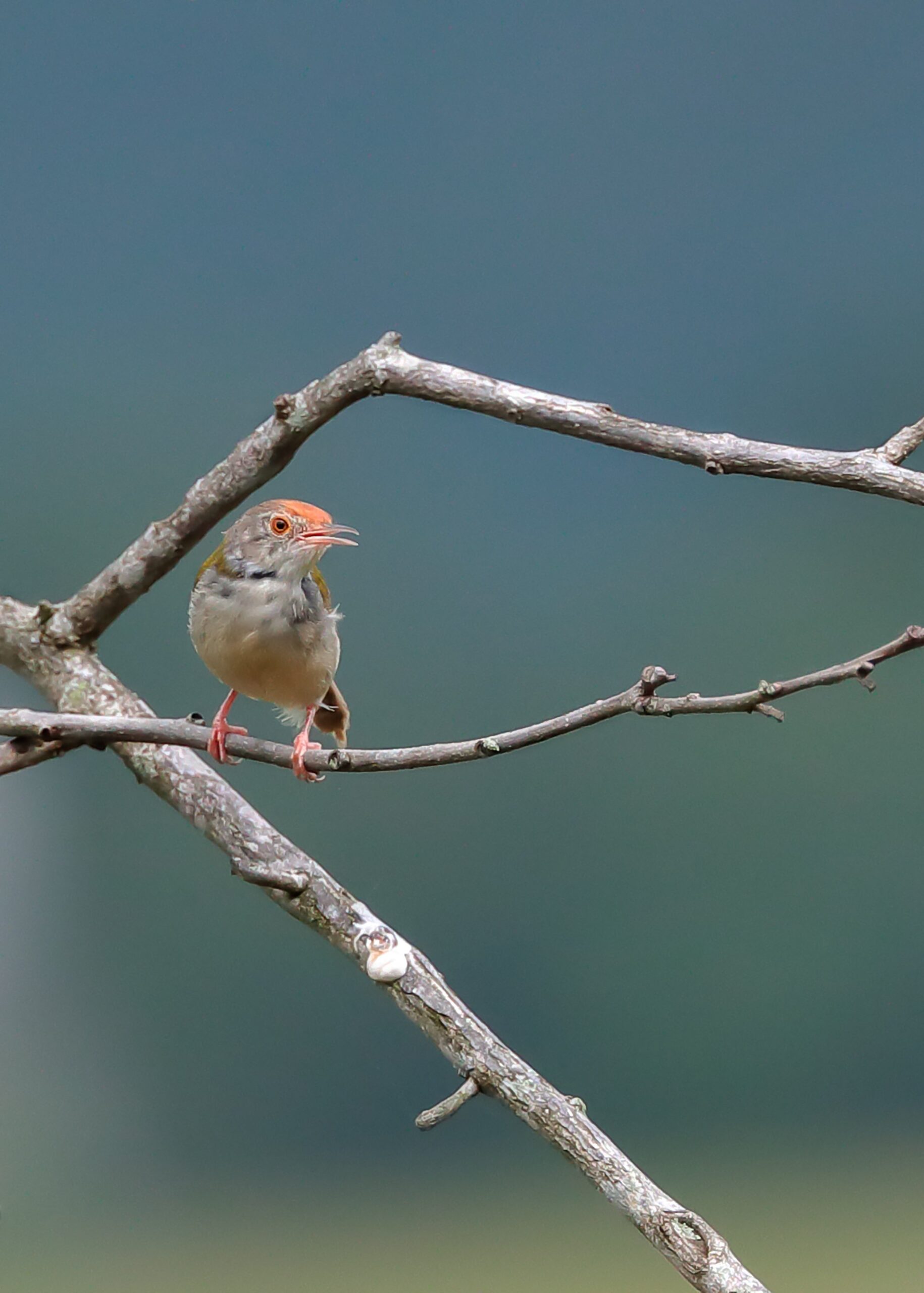 Platzhalter-Beitrag Nr2